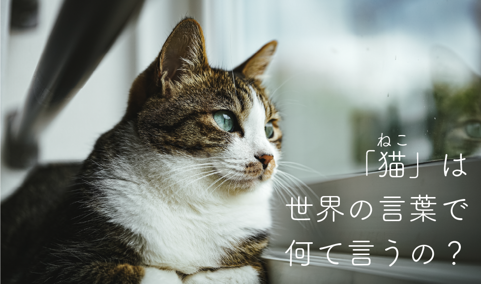 猫を世界の言葉で