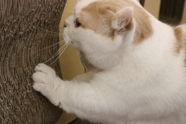 爪とぎする猫