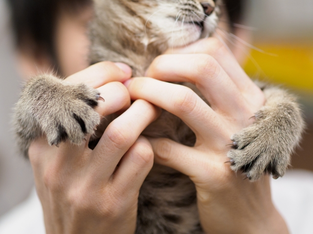 爪切りを嫌がる猫