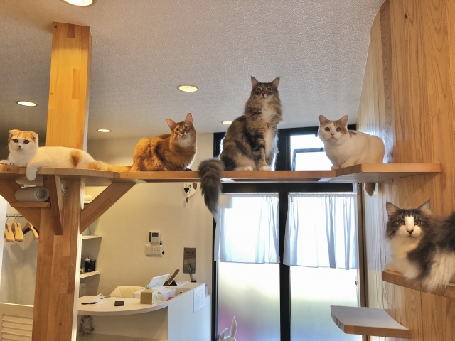 保護猫カフェ