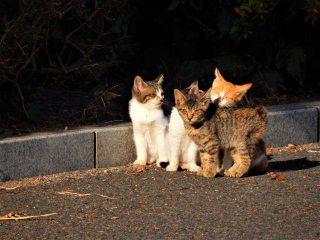 たくさんの子猫