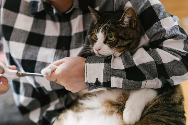 爪きりされる猫