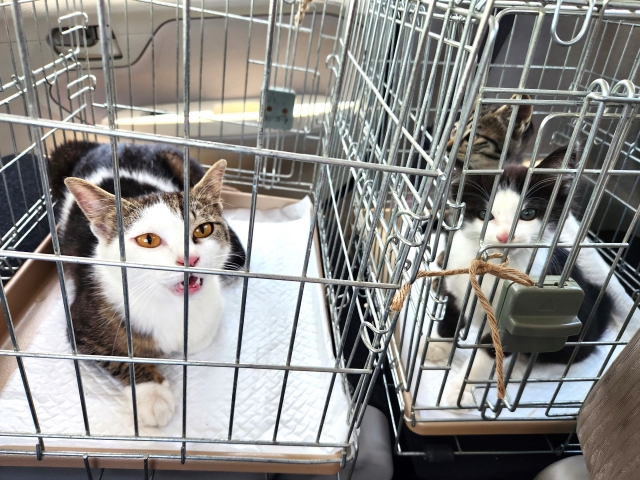 保護猫