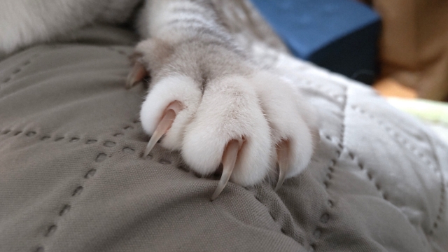 猫の爪