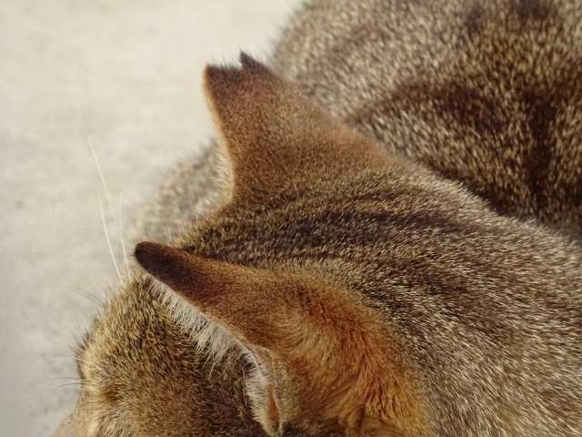 耳カットされた猫