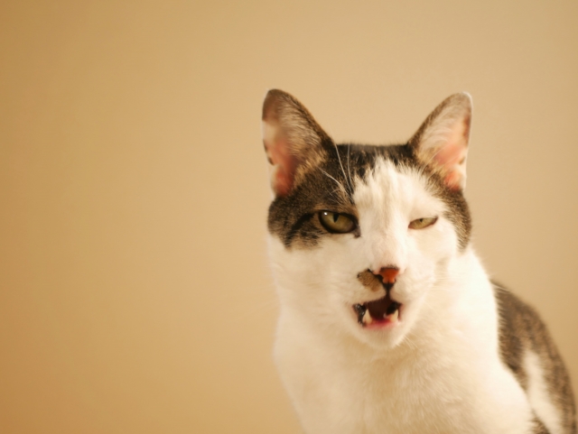 猫の口臭