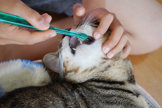 歯みがきする猫