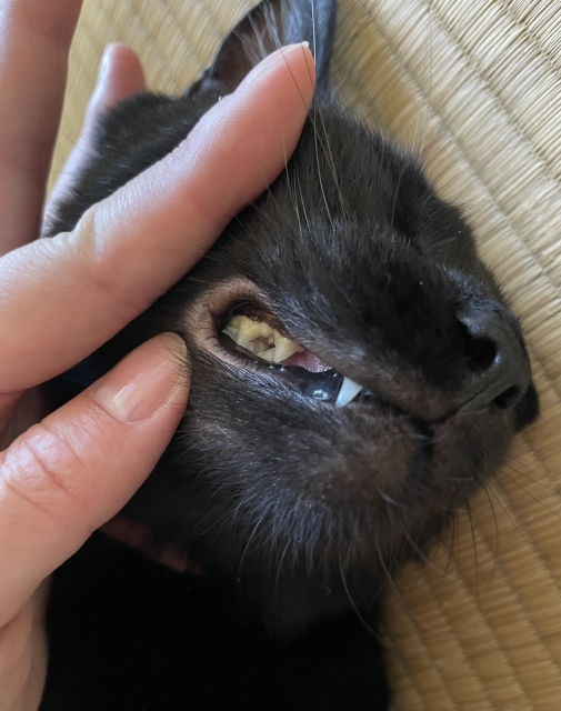 歯周病の猫