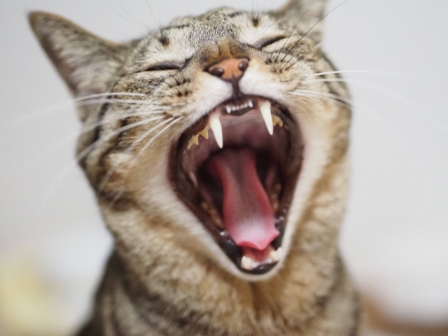 猫の歯