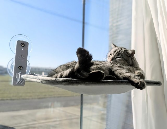 ハンモックと猫
