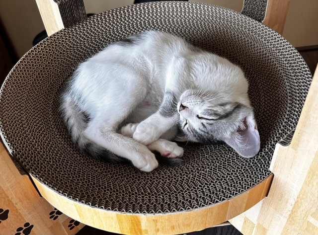爪とぎで寝る猫