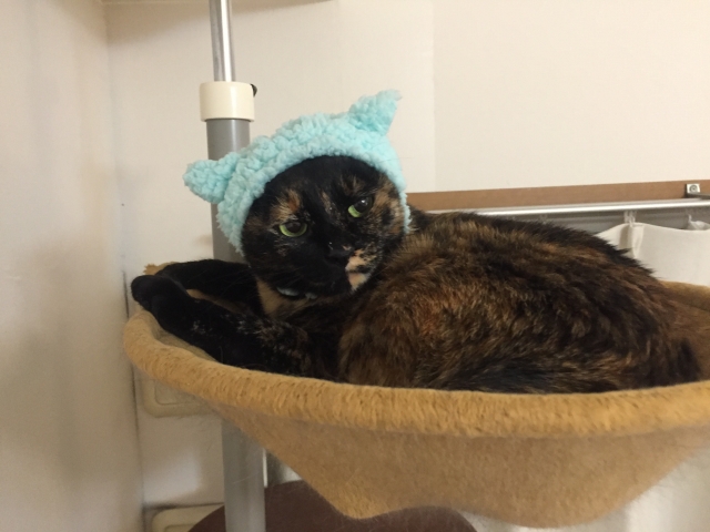 ひつじをかぶる猫