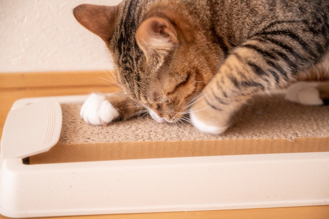 爪を研ぐ猫