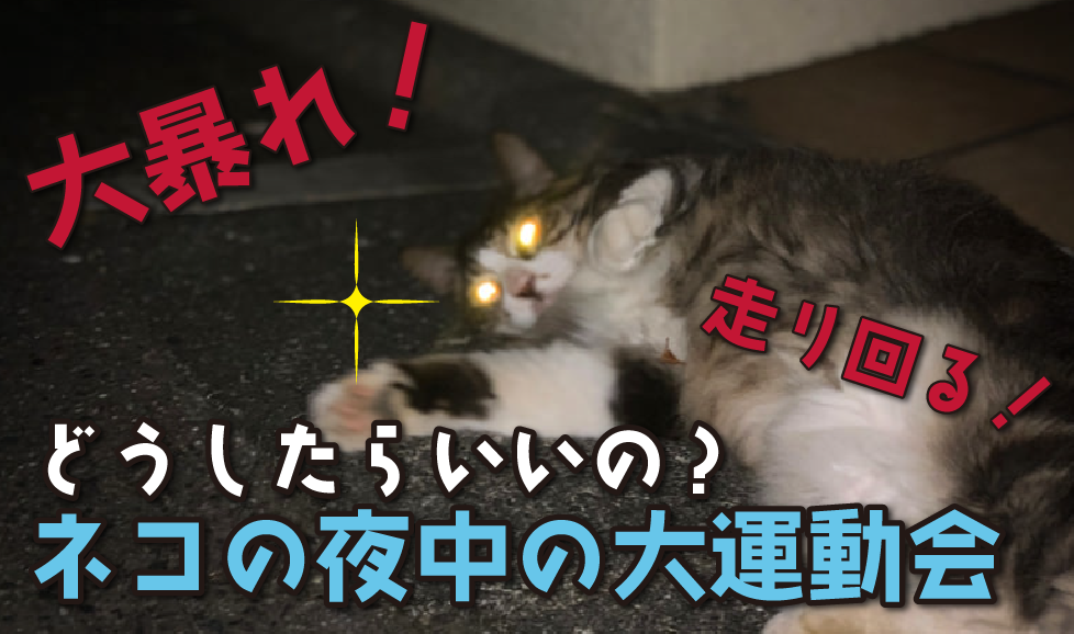 夜中に暴れる猫