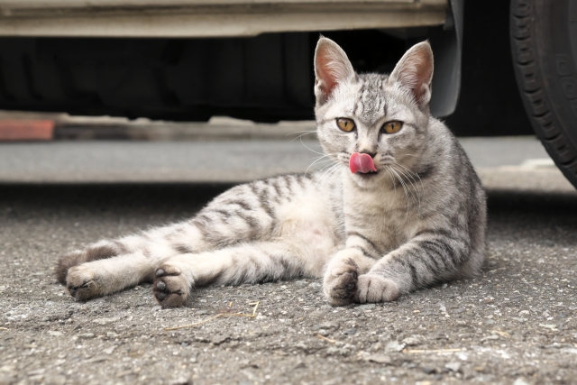 サバトラの猫