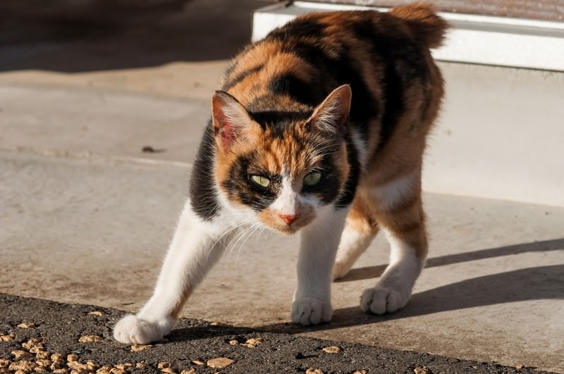 三毛猫