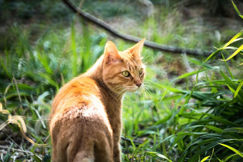 茶トラの猫