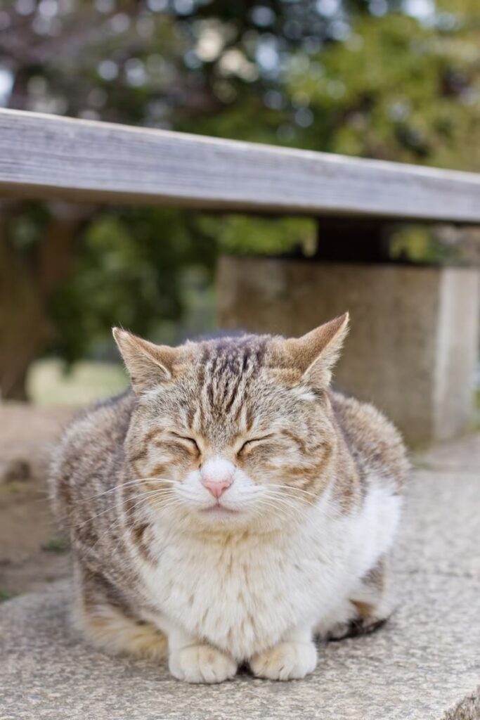 リラックスする猫