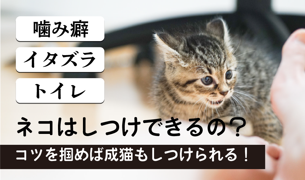 猫のしつけ