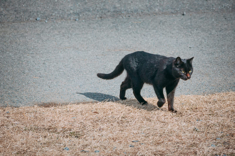 黒い猫