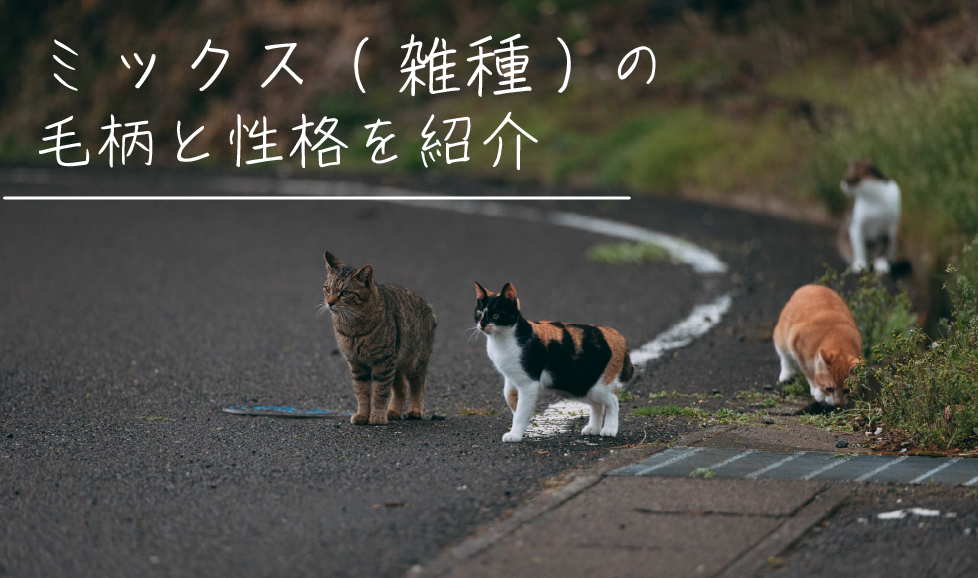 雑種の猫