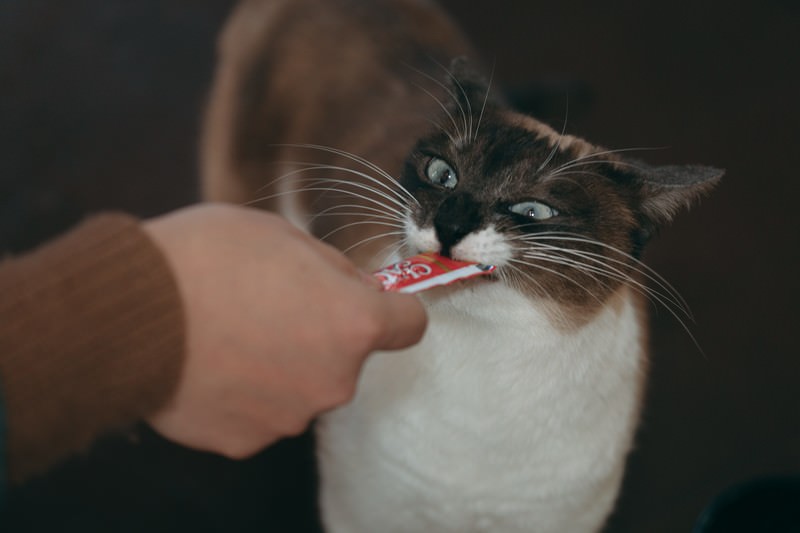 ちゅーるを食べてイカ耳の猫
