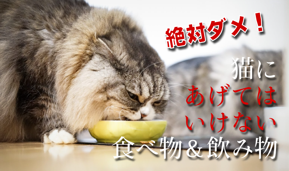 食べてる猫