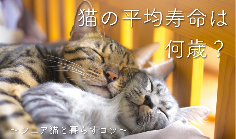 猫の長生きの秘訣