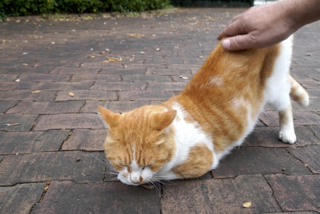 腰トントンで喜ぶ猫