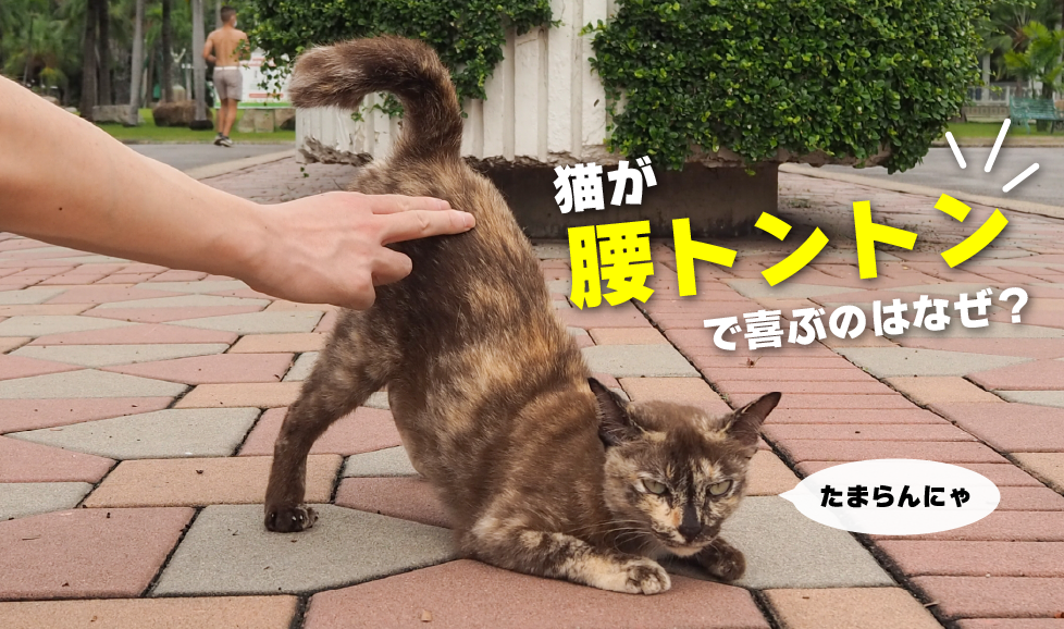 腰トントンで喜ぶ猫