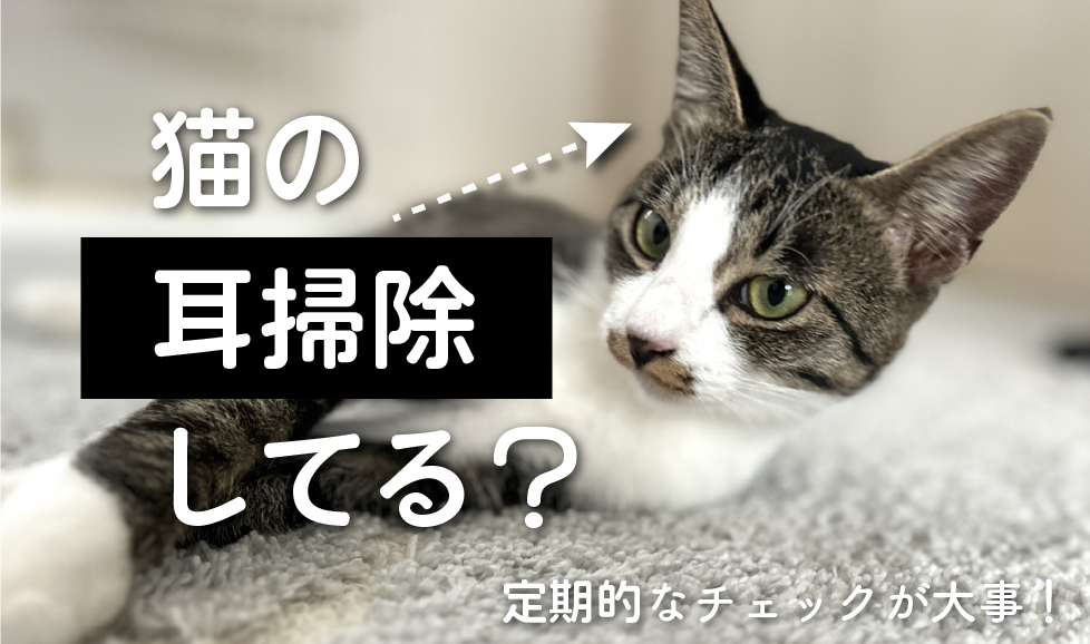 猫の耳そうじ