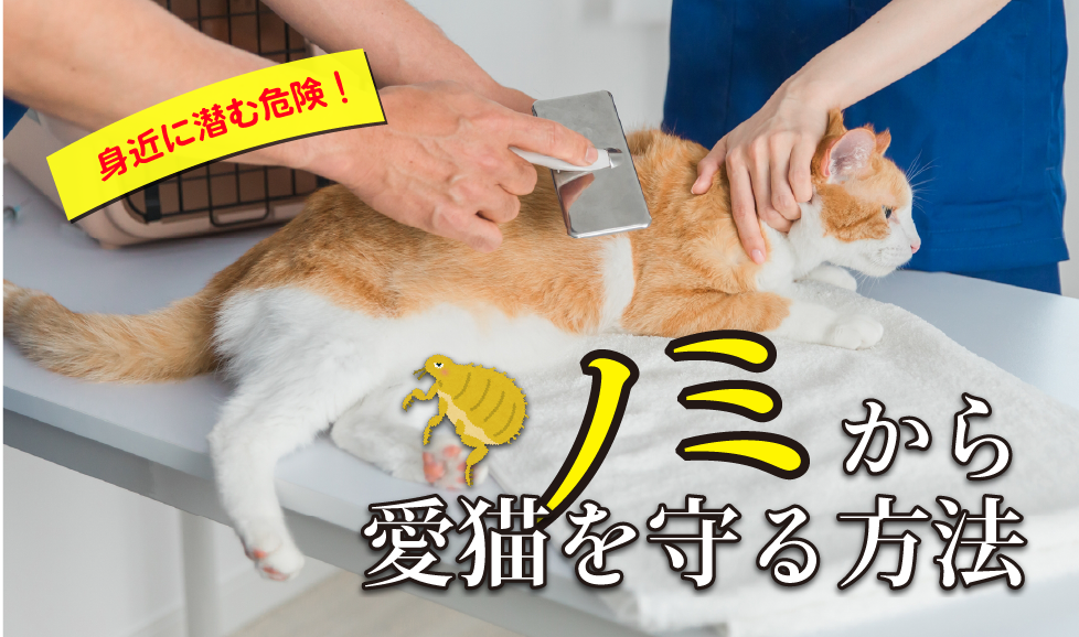 猫のノミ