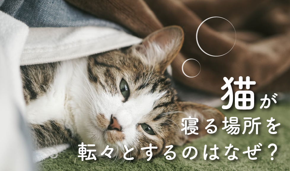 猫の寝る場所