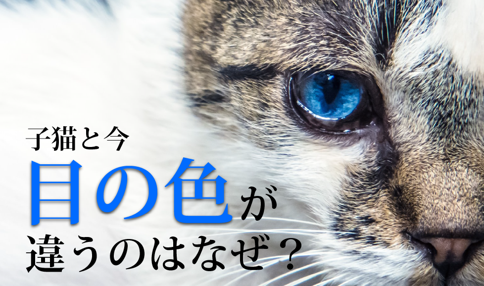 子猫の目