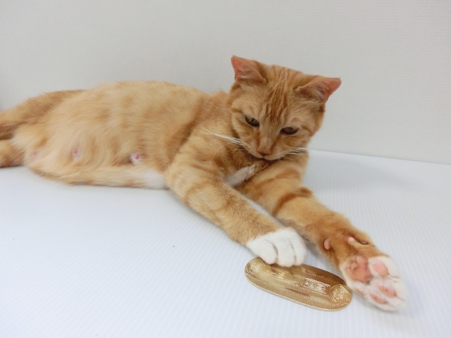 猫に小判