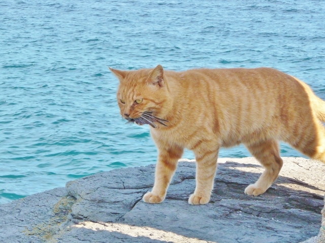魚をくわえる猫