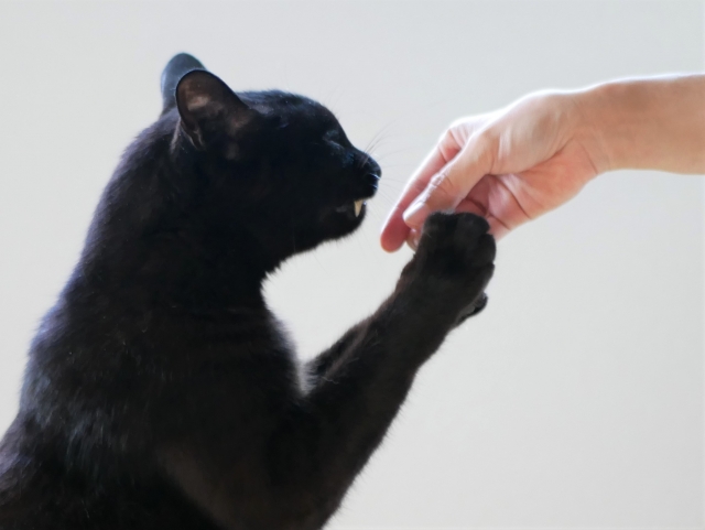 お手をする猫