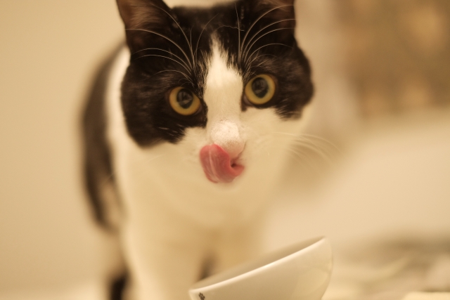 おやつを食べる猫