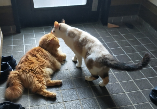 多頭飼い