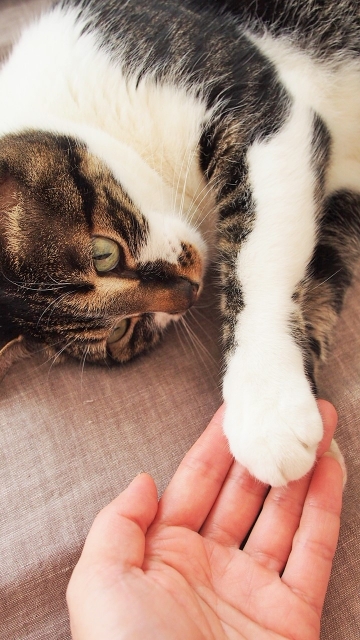 お手をする猫