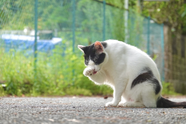 猫が顔を洗うと雨が降る