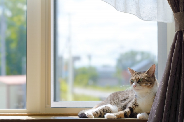 留守番する猫