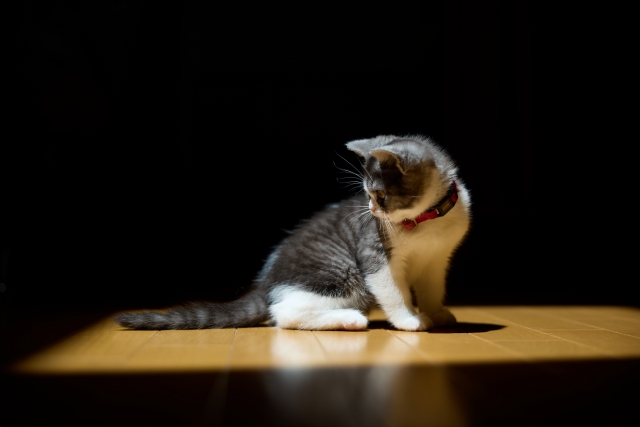 寂しい子猫