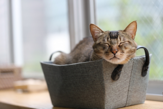 猫とベッド
