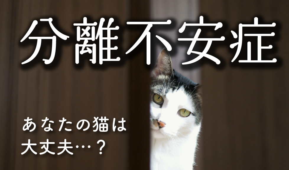 分離不安症の猫