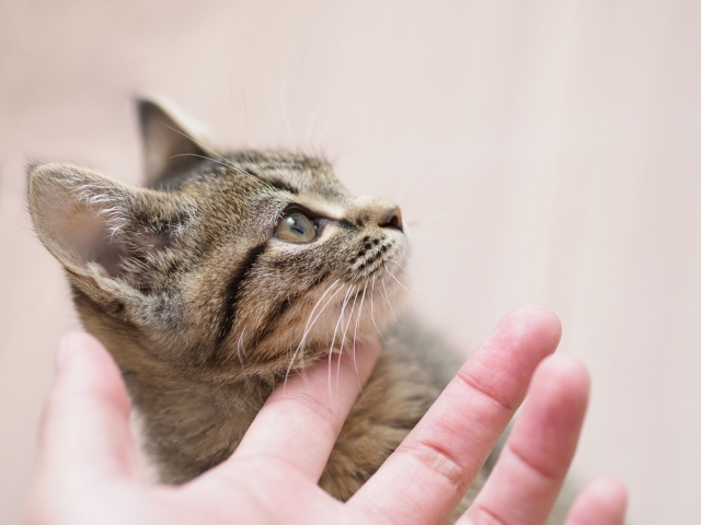 子猫の喉