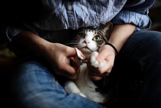 猫の爪切り