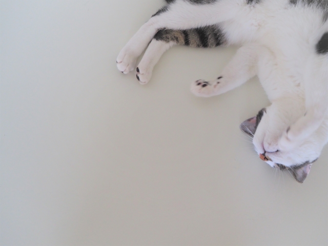 けいれんする猫