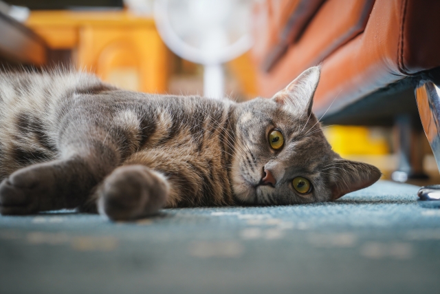 夏バテの猫