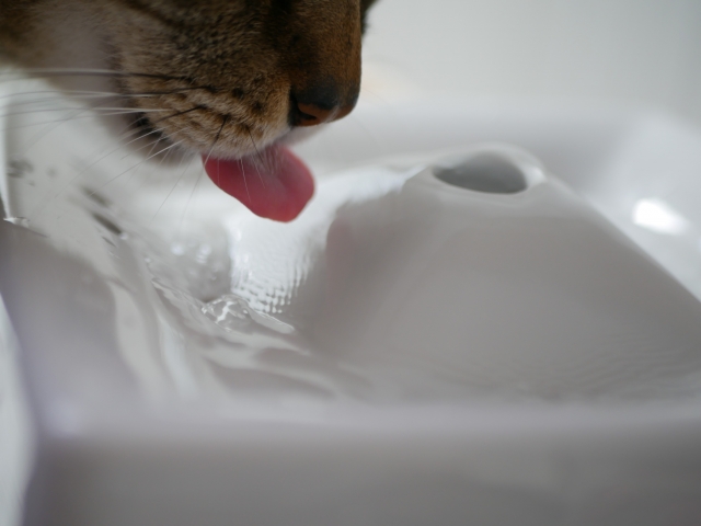 水を飲む猫